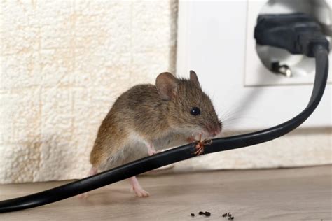 mice in electrical box|rodent damage to electrical work.